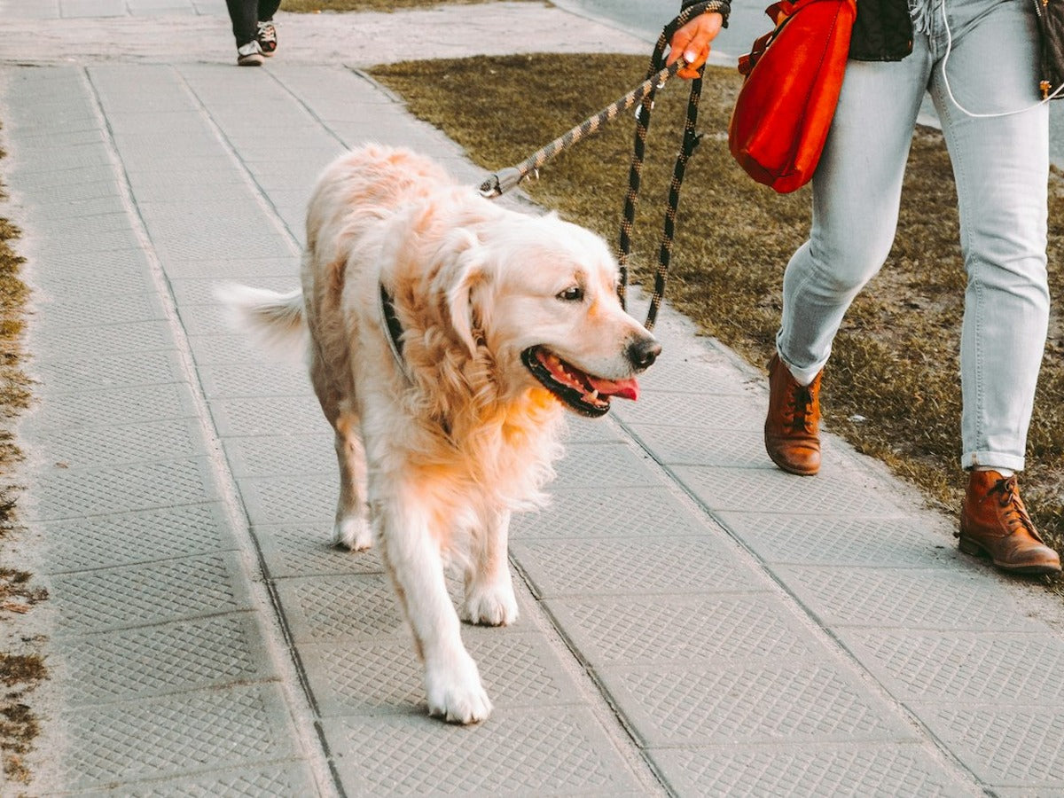 Dog walking on a leash with its owner