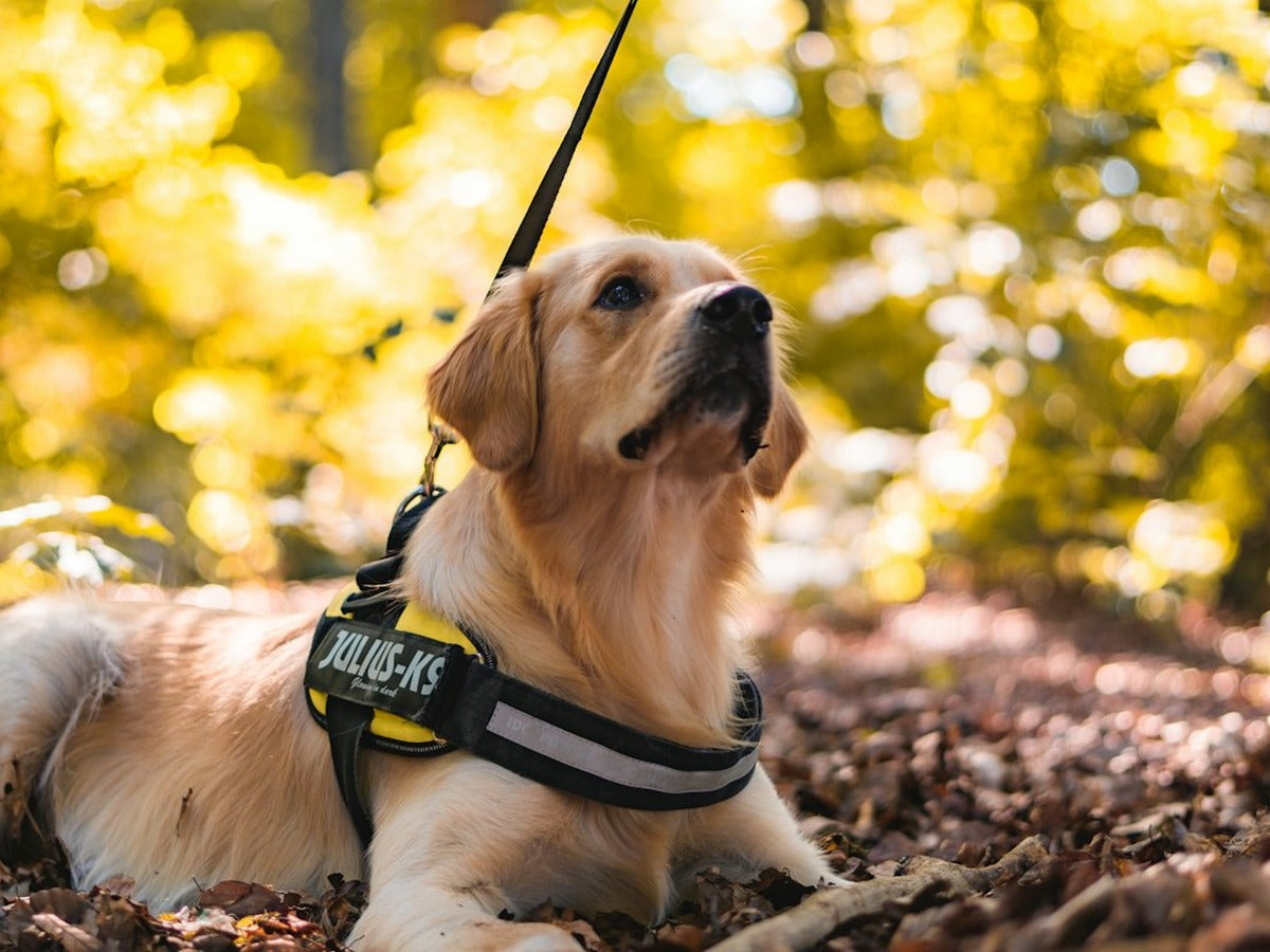 Dog wearing a safety harness outdoors