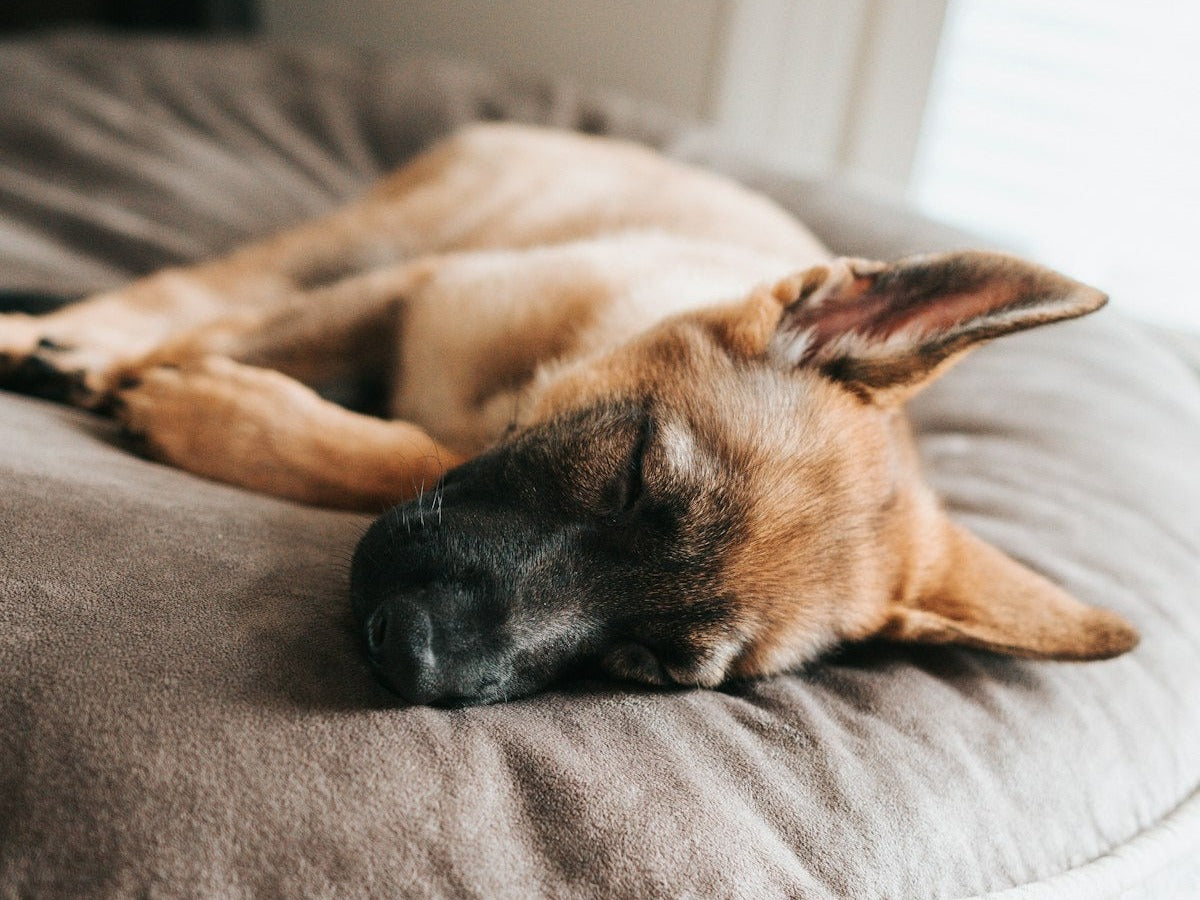 Dog sleeping peacefully on a comfort bed