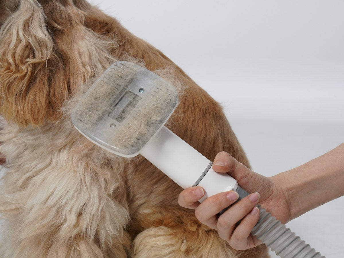 Dog being groomed