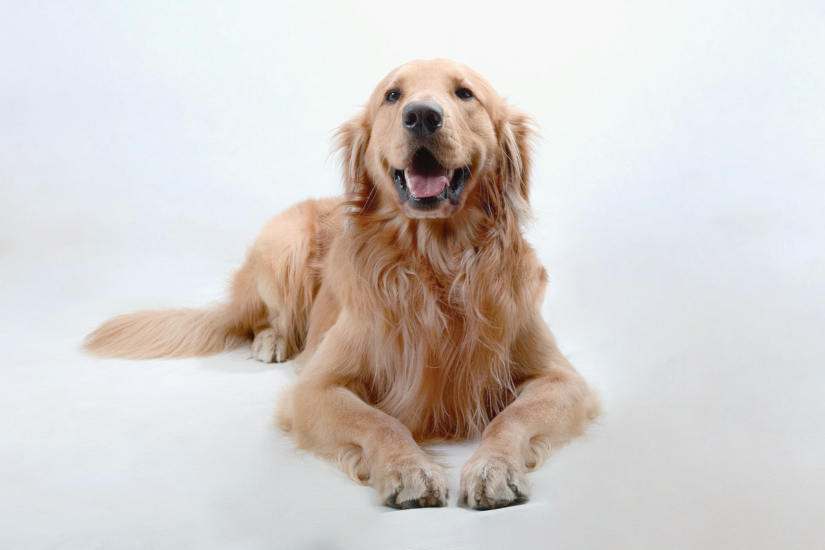 Happy golden retriever, Loyalcrest hero image